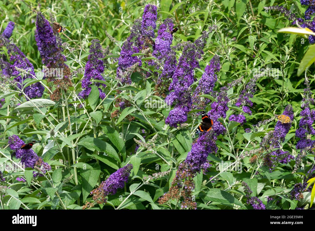 Butterflies nectaring on Buddleja davidii flowers also called a
