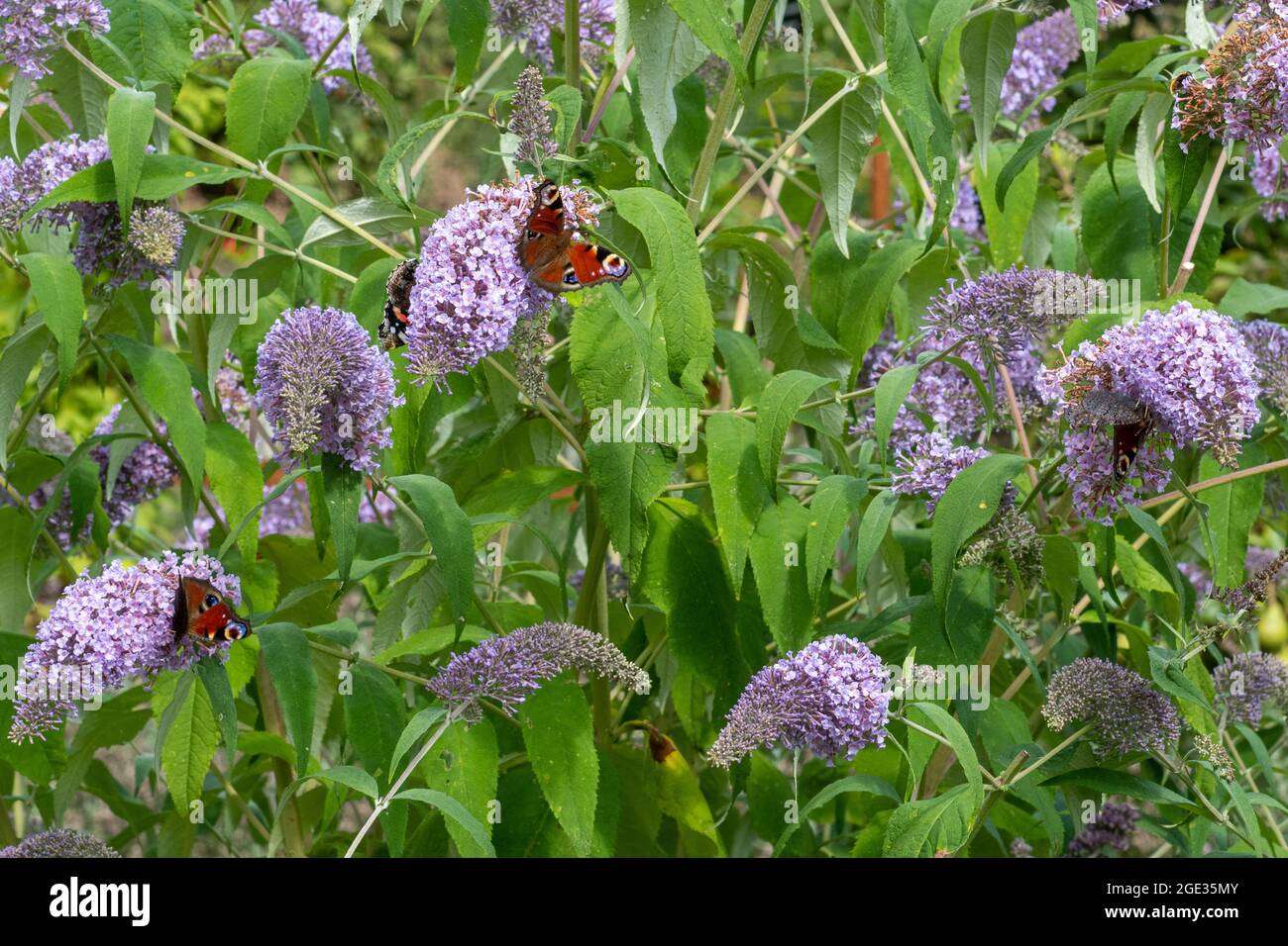 Butterflies nectaring on Buddleja davidii flowers, also called a