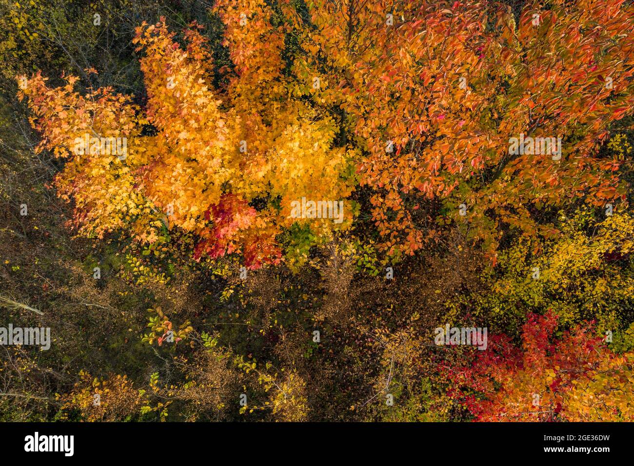 Aerial view of a mixed forest in the heart of Europe, largely colored in autumn Stock Photo
