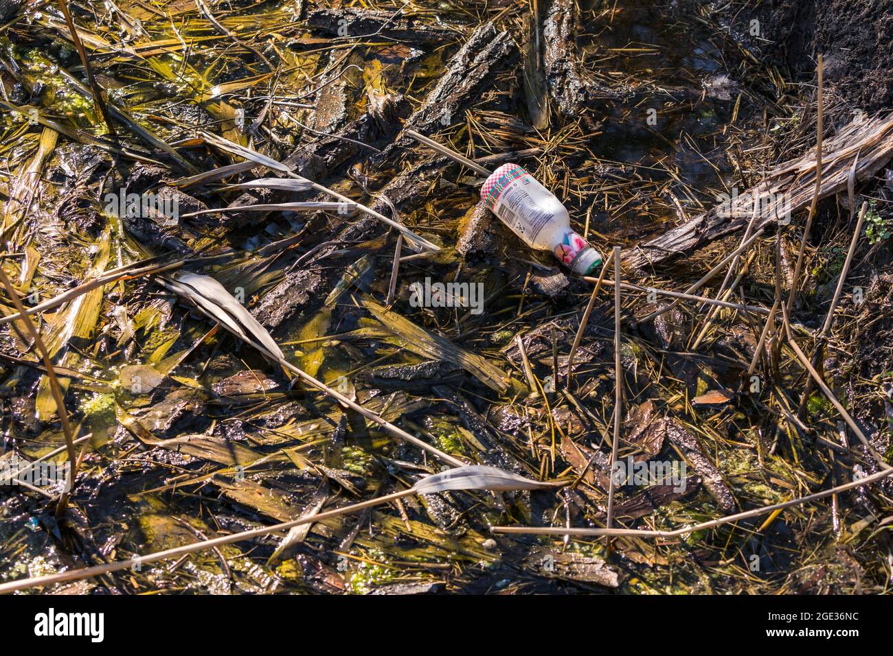 A plastic bottle pollutes a stream in a nature reserve Stock Photo