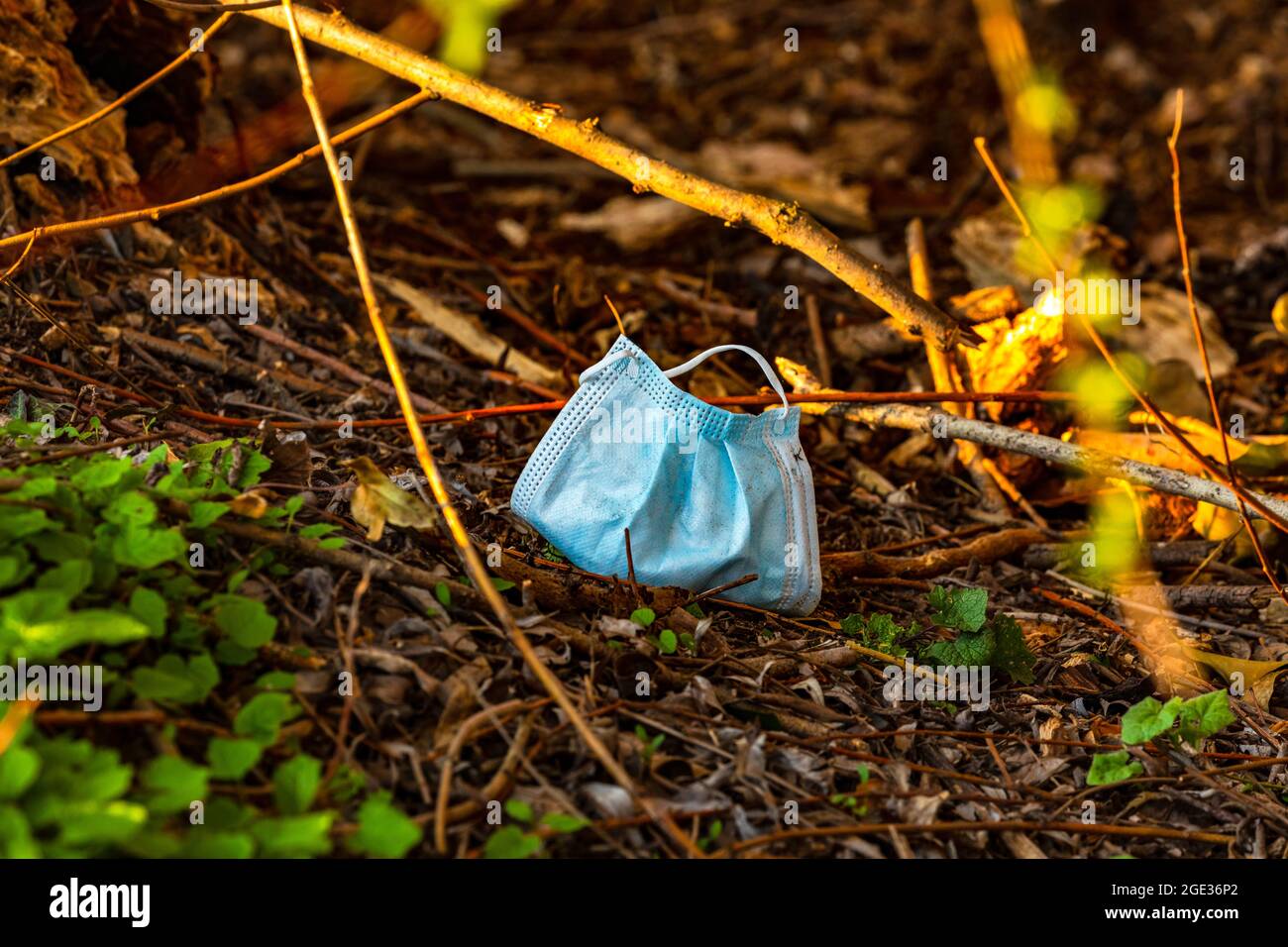 A respirator is thrown away in the forest and pollutes the environment Stock Photo