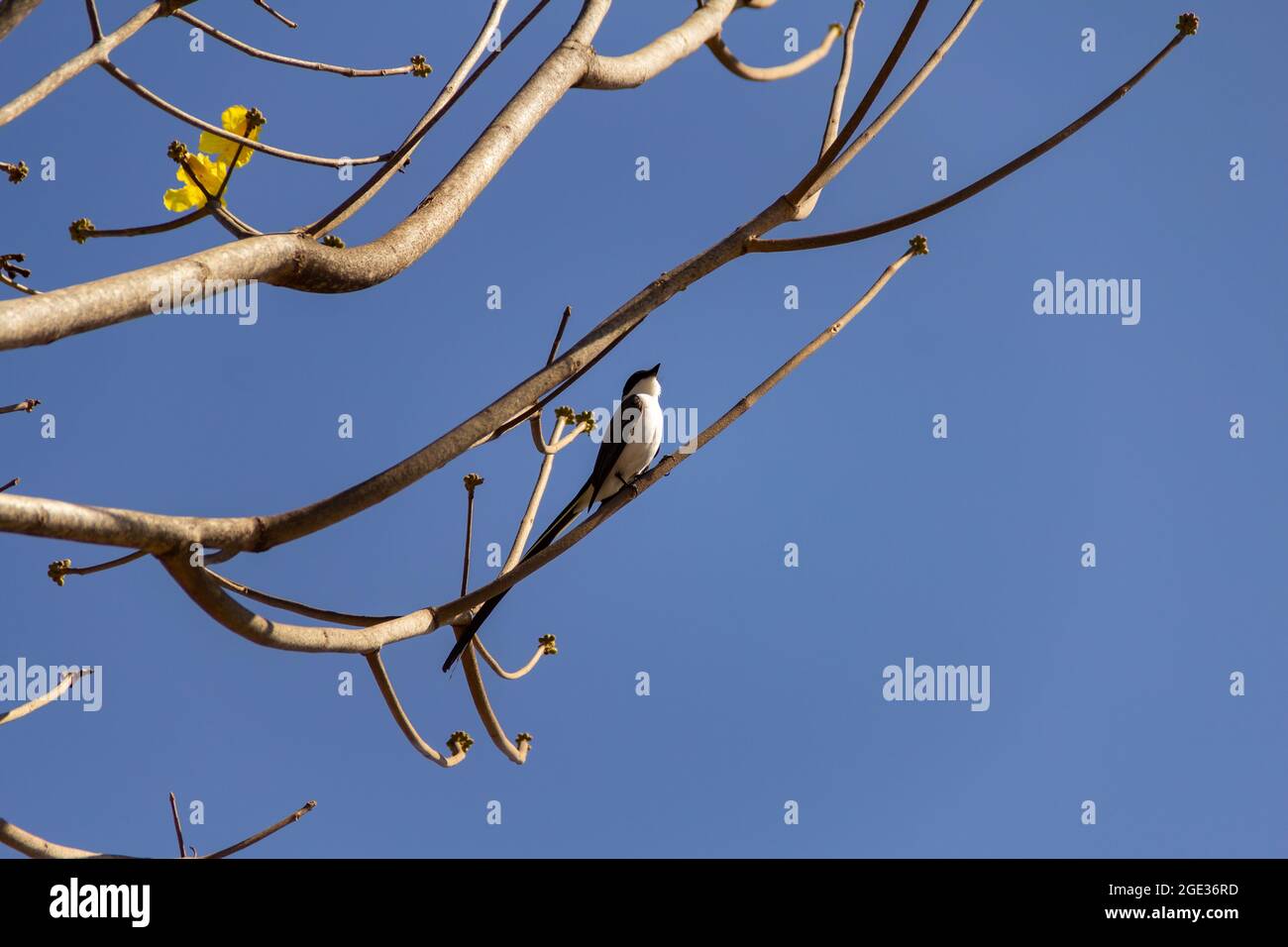 A bird (Tyrannus savana) perched on a leafless tree branch with the ...