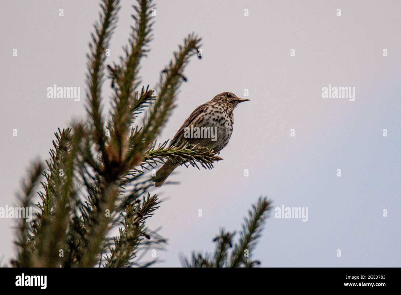 Song thrush sitting on the top od tree, pine, beaufifull song,trill. Stock Photo