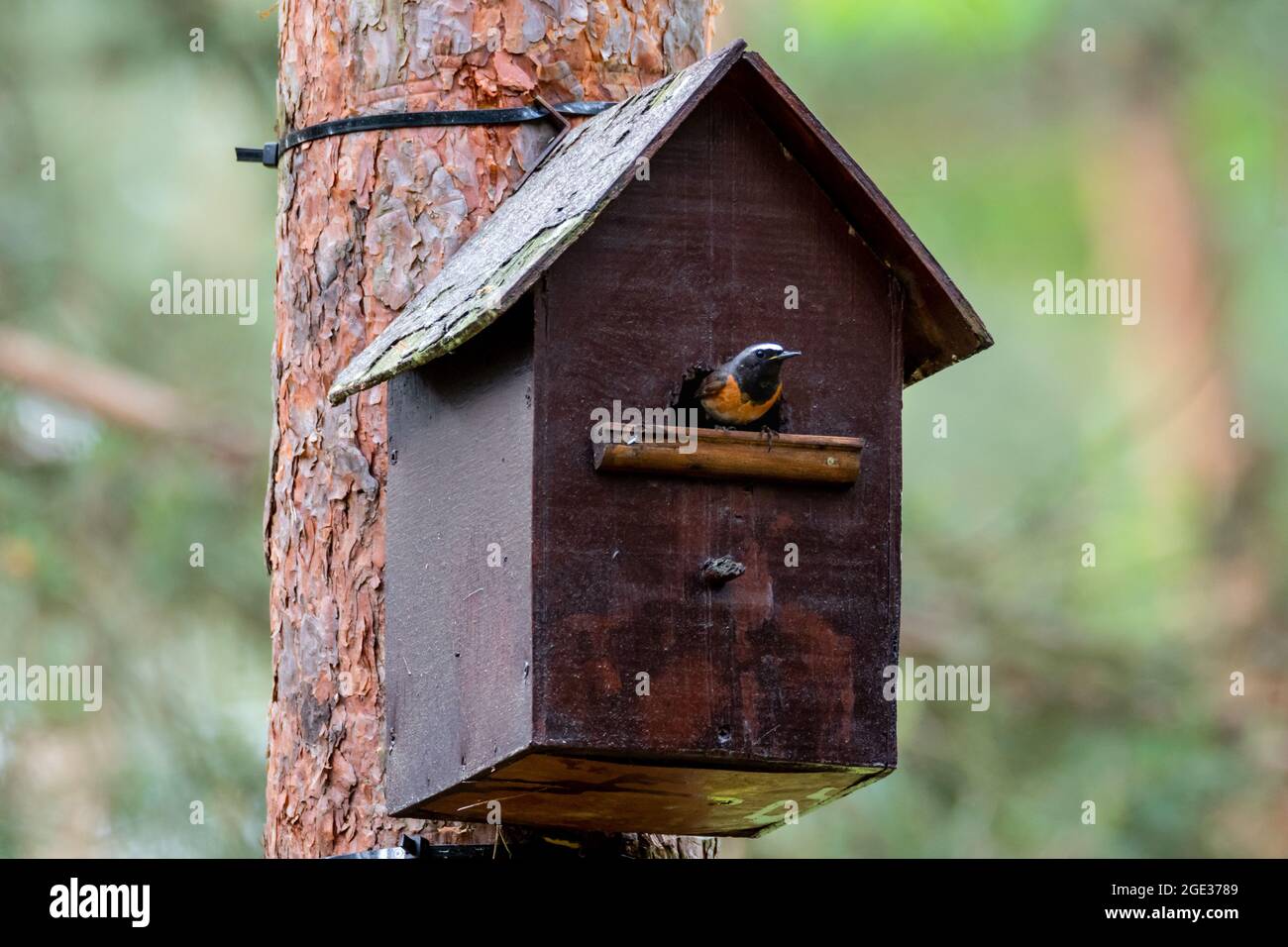 Redstart Flapping Common redstart fllying out from the birdhouse. Feeding chicks Stock ...
