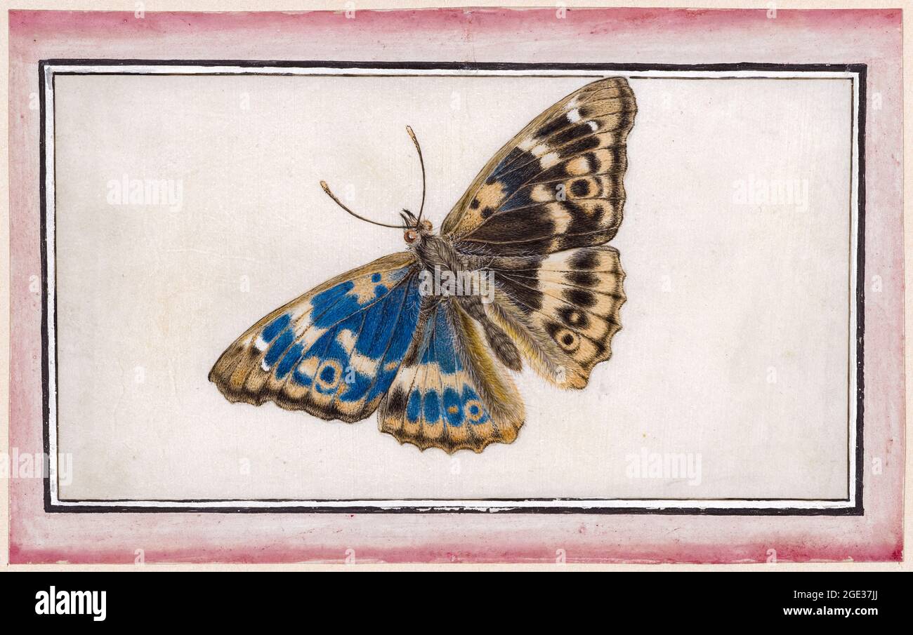 Maria Sibylla Merian, Lesser Schiller Butterfly (Apatura Ilia), illustration, before 1717 Stock Photo