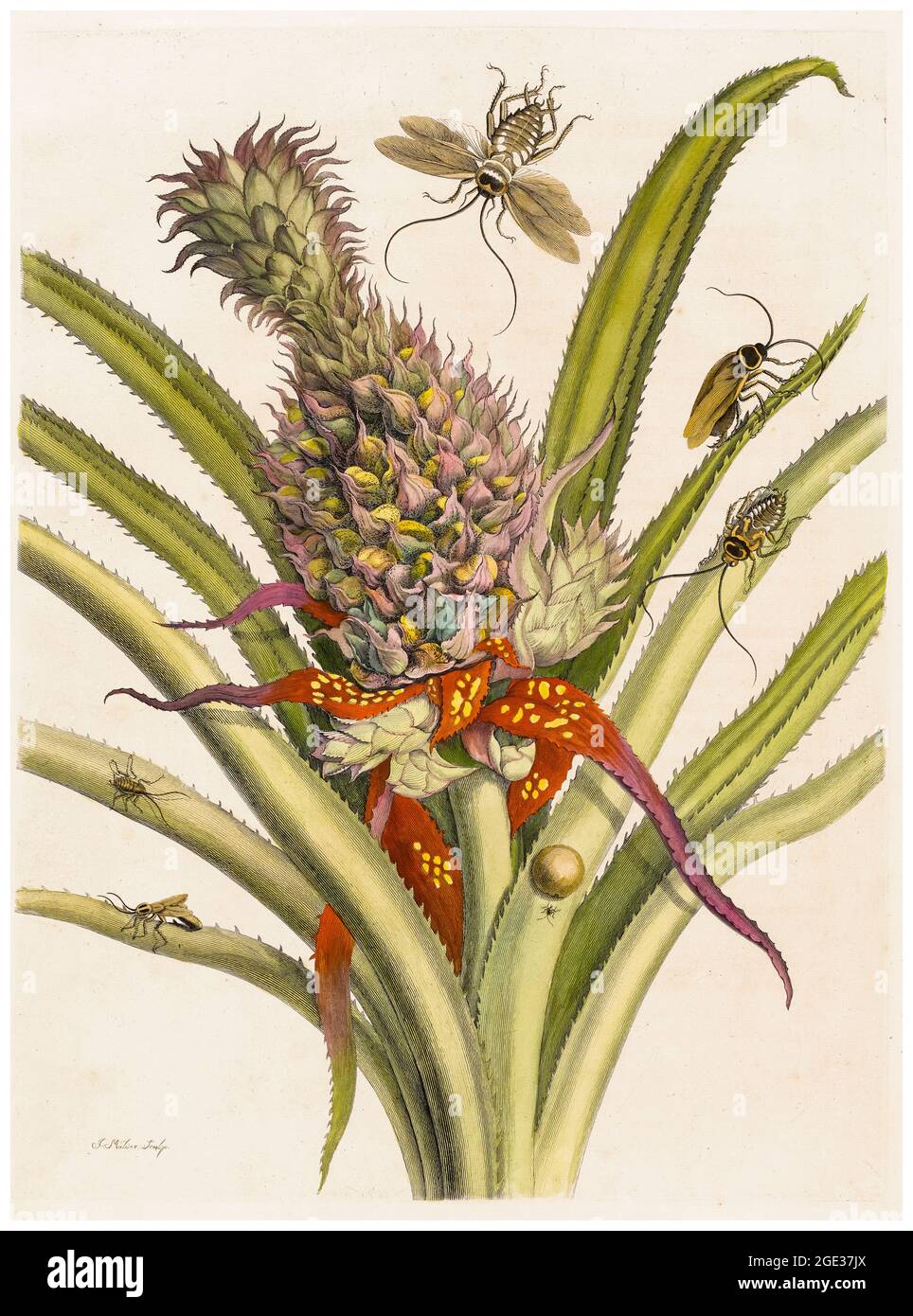 Maria Sibylla Merian, 18th Century illustration, Pineapple with South American cockroaches, 1719 Stock Photo