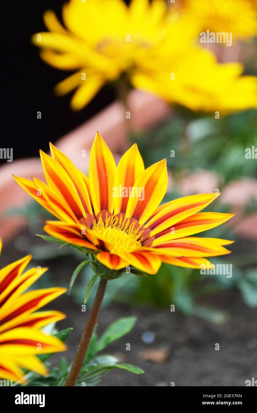 Gazania in pot hires stock photography and images Alamy