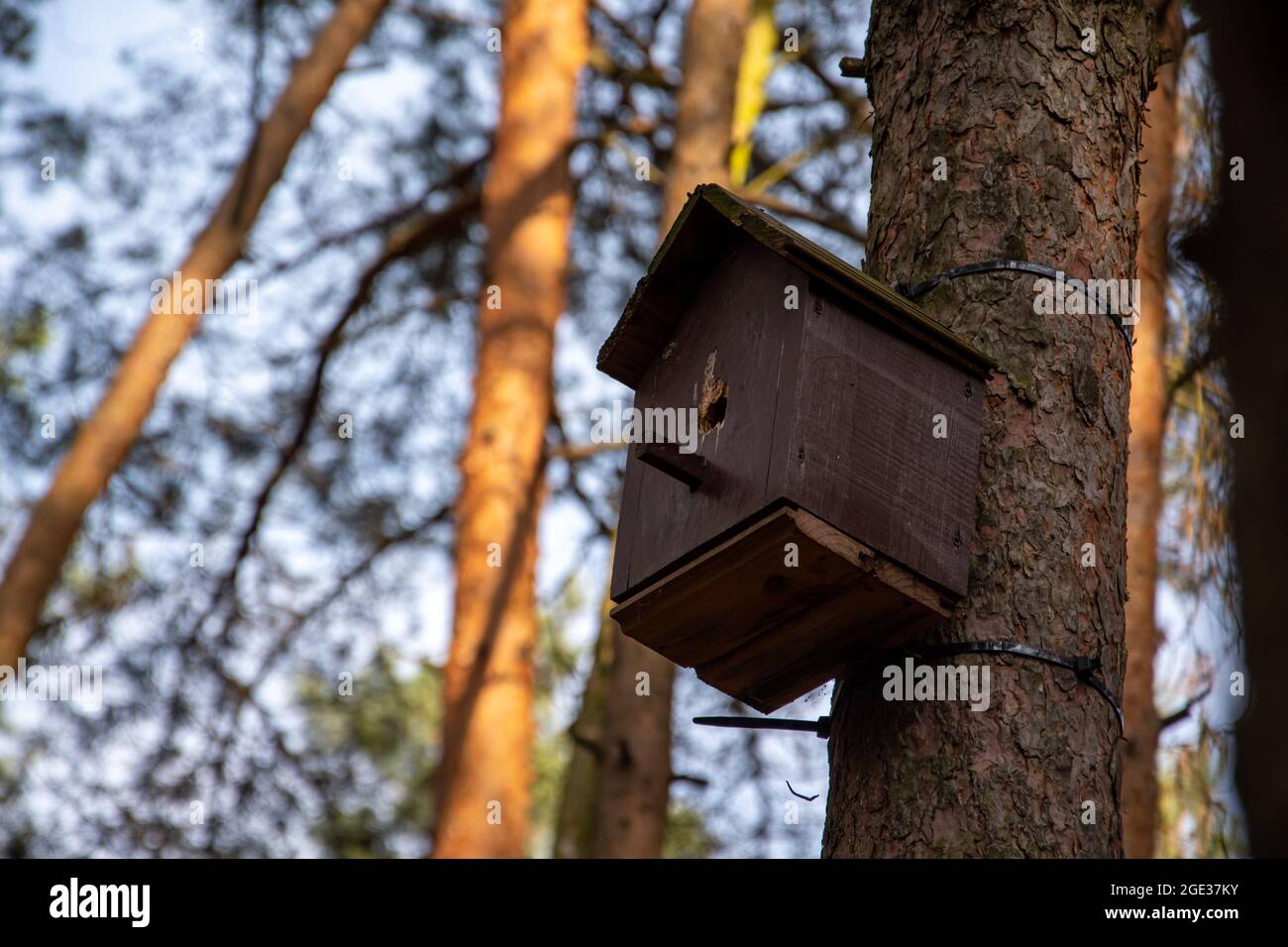 Birdhouse on a pine tree in forest Stock Photo Alamy