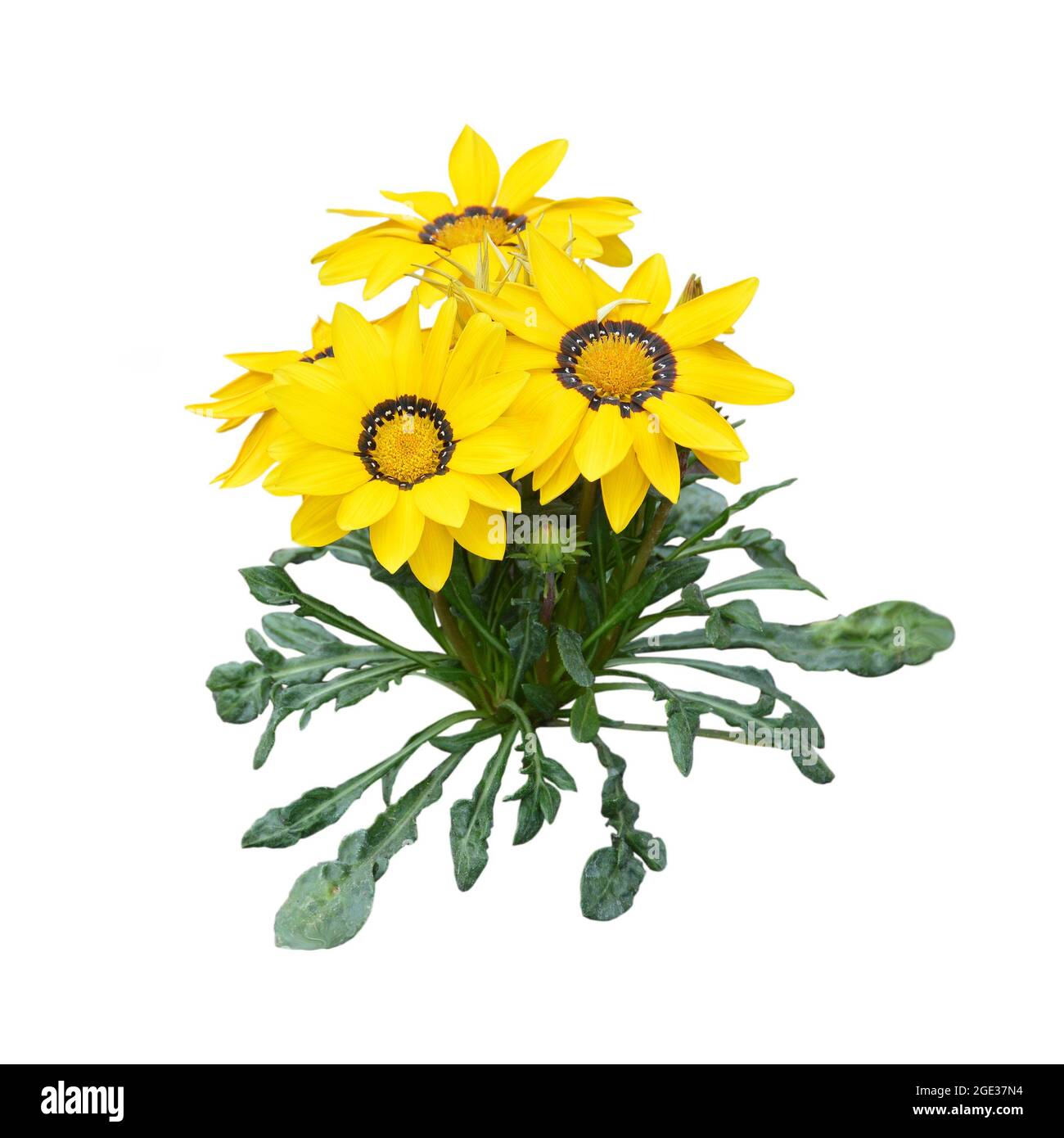 Yellow gazania flower plant isolated on white background Stock Photo