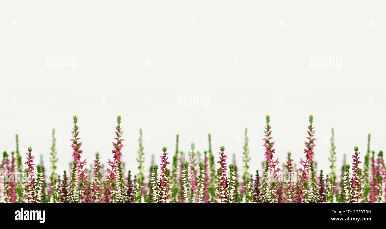 Pink and white Calluna vulgaris or Heather flower border. Floral background with copy space Stock Photo
