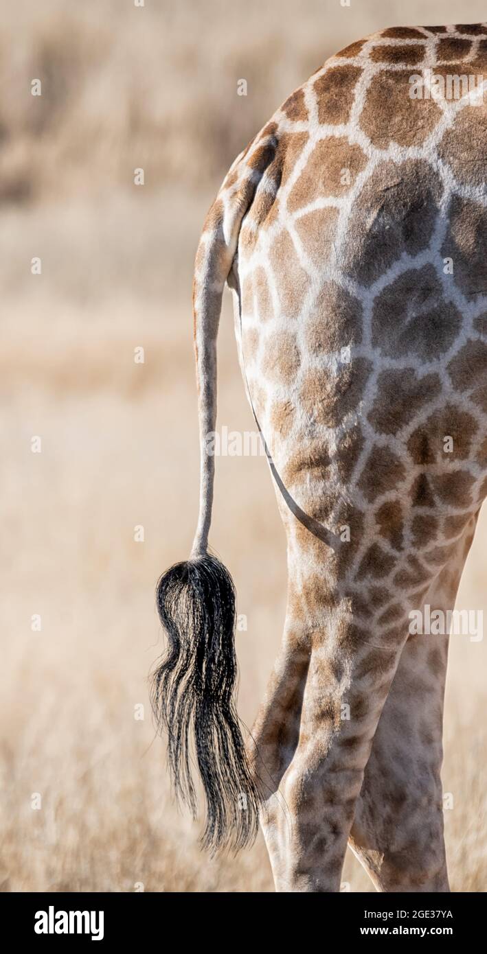 Giraffe tail hi-res stock photography and images - Alamy