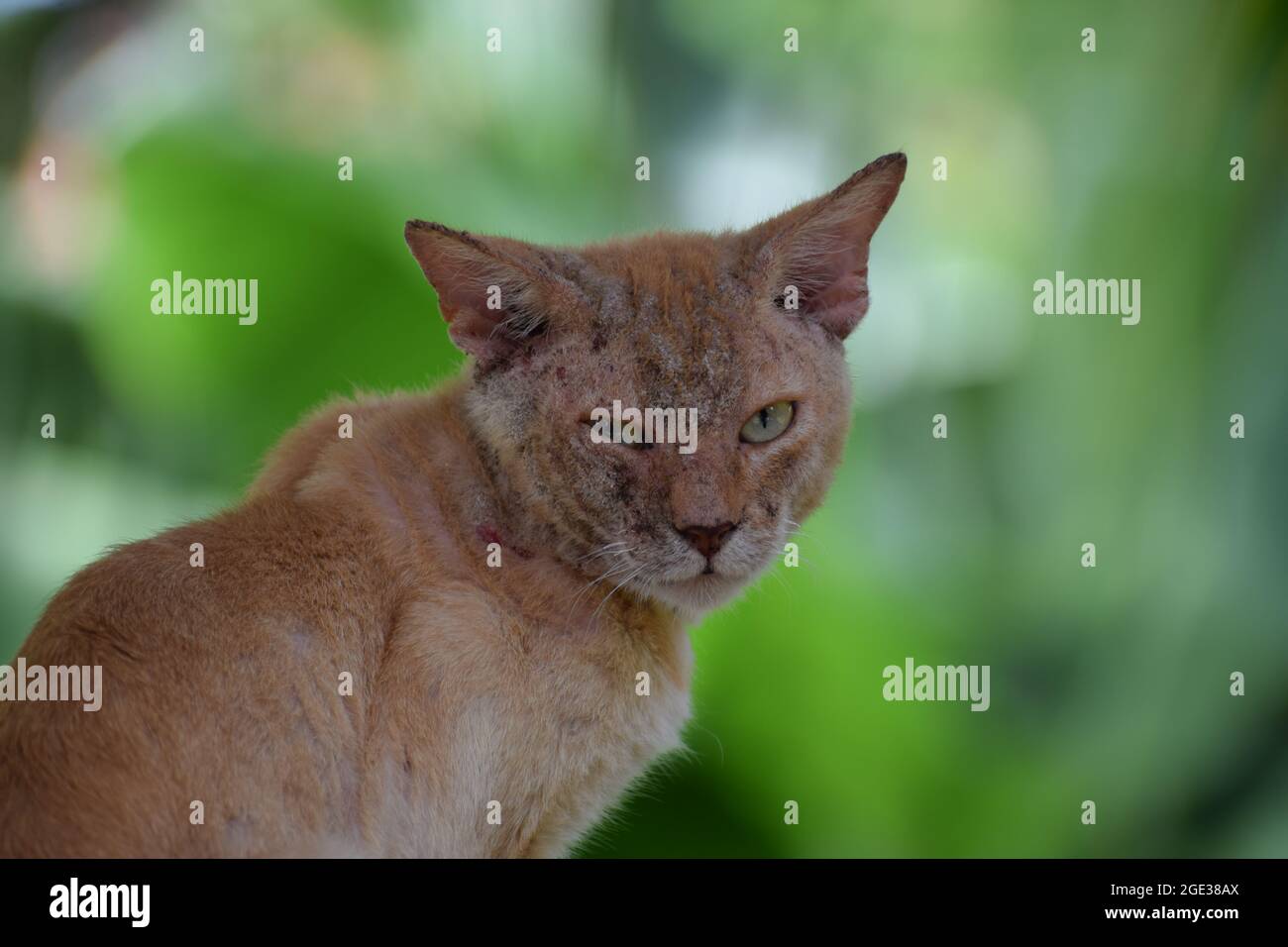 Face damaged cat, Super old cat, injured cat, aged cat in blurred