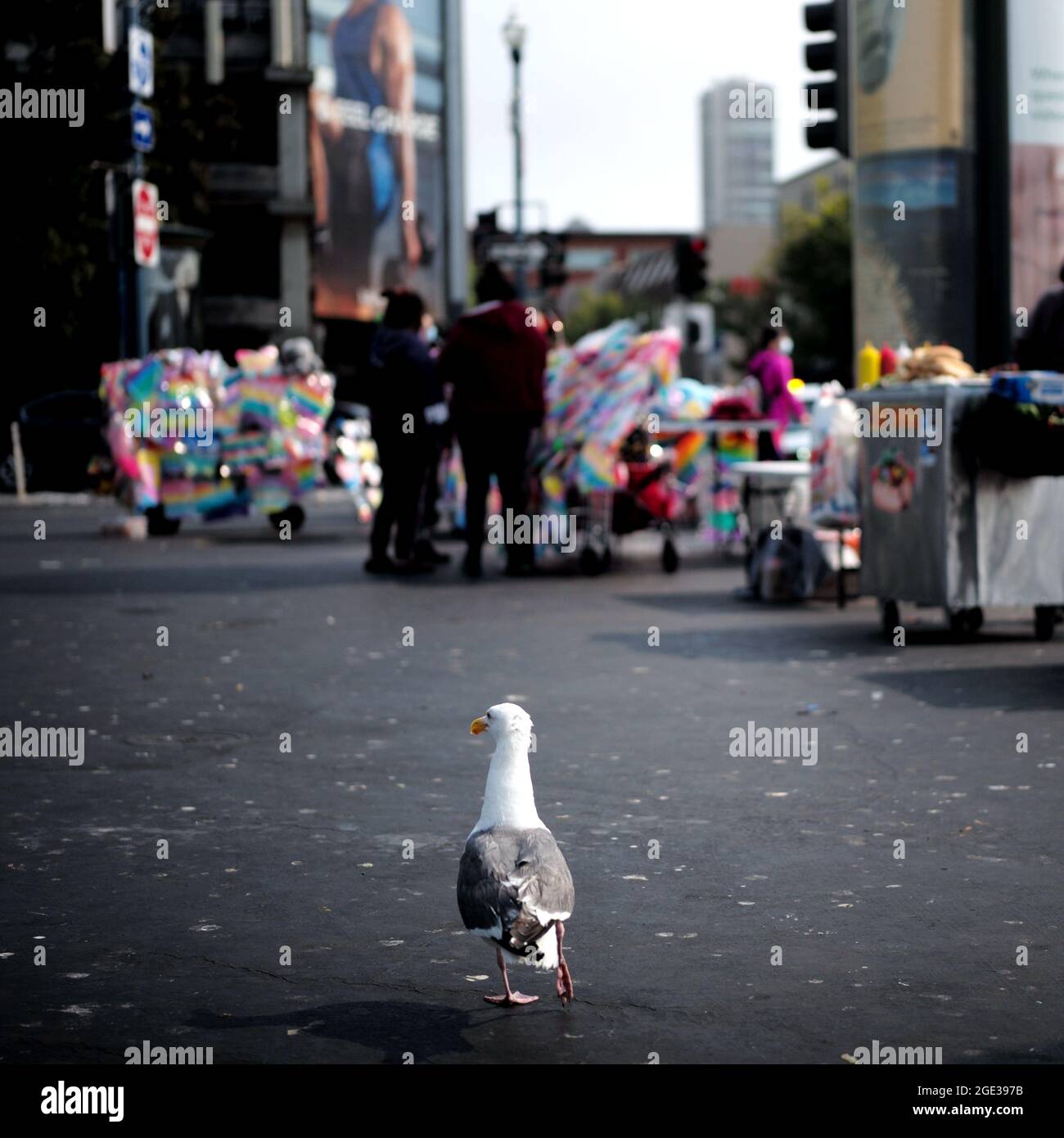 (210816) -- SAN FRANCISCO, Aug. 16, 2021 (Xinhua) -- A seagull wanders on a street in San Francisco, the United States, on Aug. 15, 2021. San Francisco Mayor London Breed announced last Thursday that the city will require businesses in certain high-contact indoor sectors to obtain proof of vaccination from their patrons and employees for them to go inside those facilities. The health order requirement for proof of full vaccination for patrons of indoor public settings, including bars, restaurants, clubs and gyms goes into effect on Aug. 20. To preserve jobs while giving time for compliance, Stock Photo