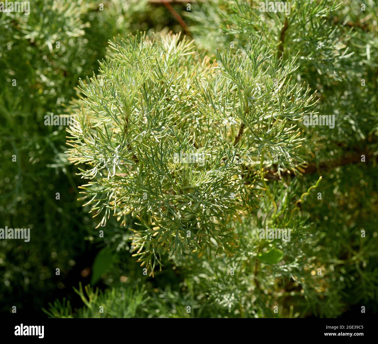 Eberraute, Artemisia abrotanum, ist eine wichtige Heilpflanze und wird viel in der Medizin verwendet. Rowan, Artemisia abrotanum, is an important medi Stock Photo