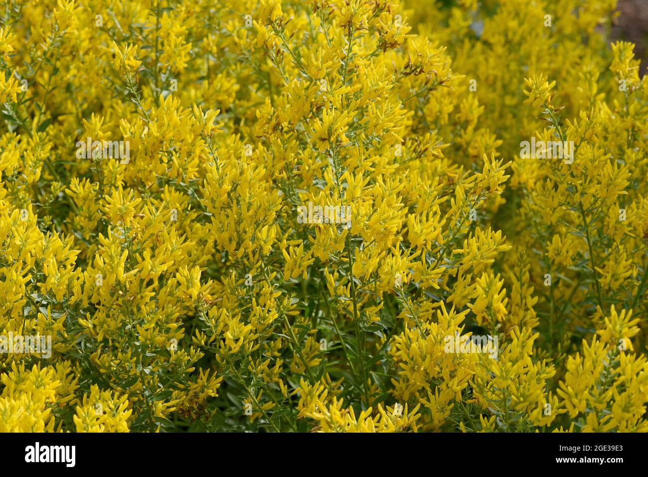 Faerberginster, Genista tinctoria, ist eine wichtige Heilpflanze mit gelben Blueten und wird viel in der Medizin verwendet. Sie ist eine Staude und ge Stock Photo