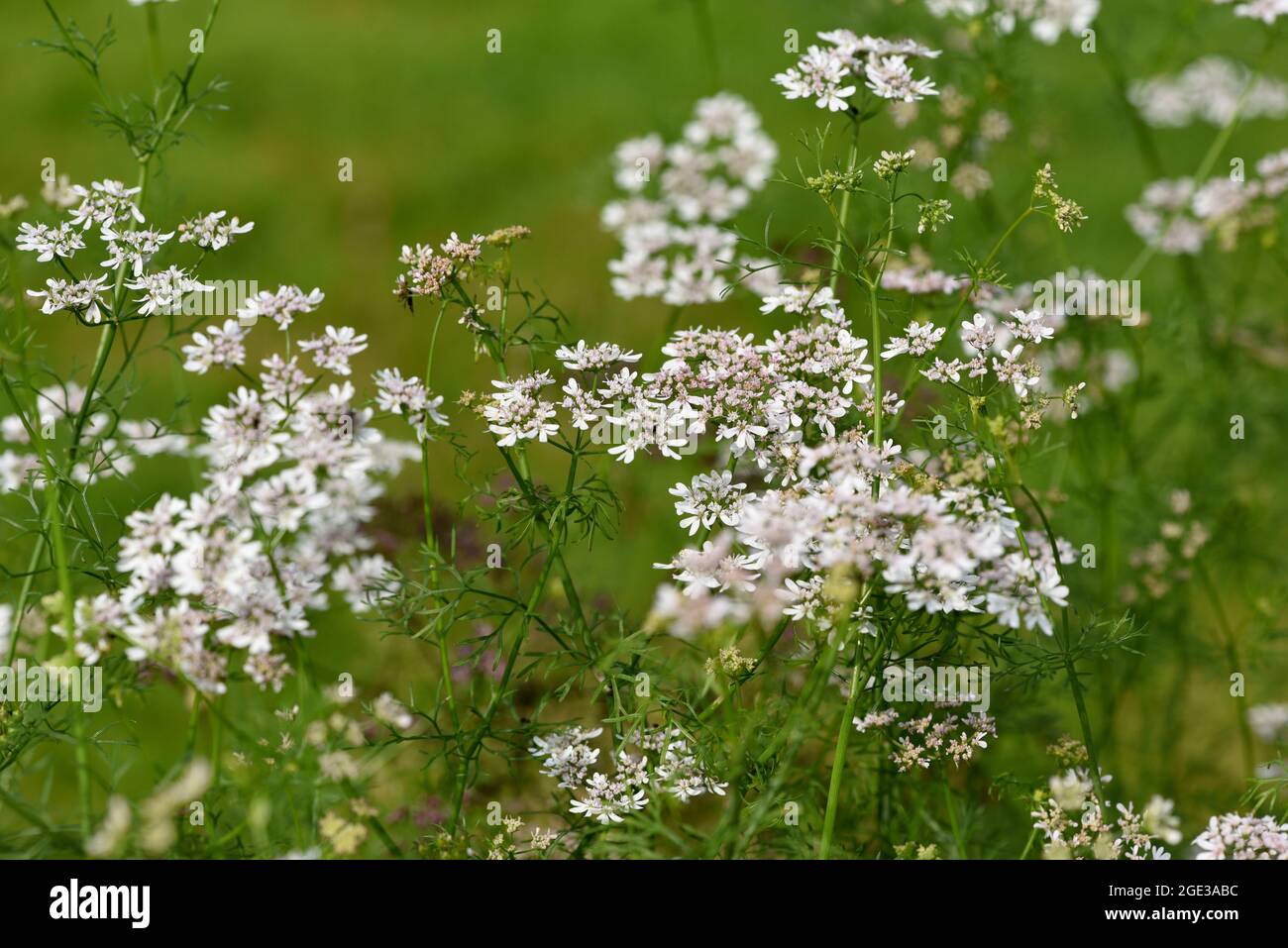 Koriander, Coriandrum sativum, ist eine wichtige Heil und Kraeuterpflanze. Coriander