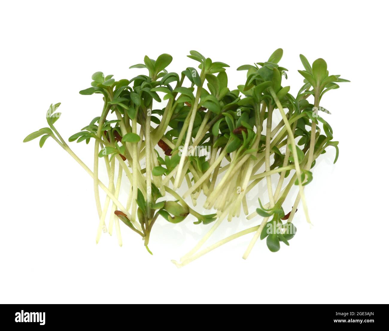 Kresse, Saemling, Lepidium Sativum, ist eine wichtige Heil- und Medizinalpflanze. Cress, seedling, Lepidium sativum, is an important medicinal and med Stock Photo