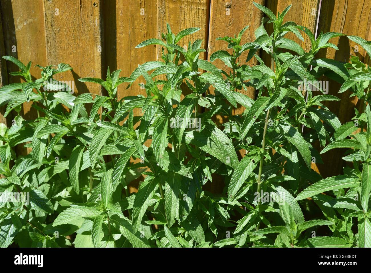 Pfefferminze, Mentha piperita, ist eines der wichtigsten Heilpflanzen und Gewuerzkraeuter in der Kueche und Heilmedizin. Peppermint, Mentha piperita, Stock Photo