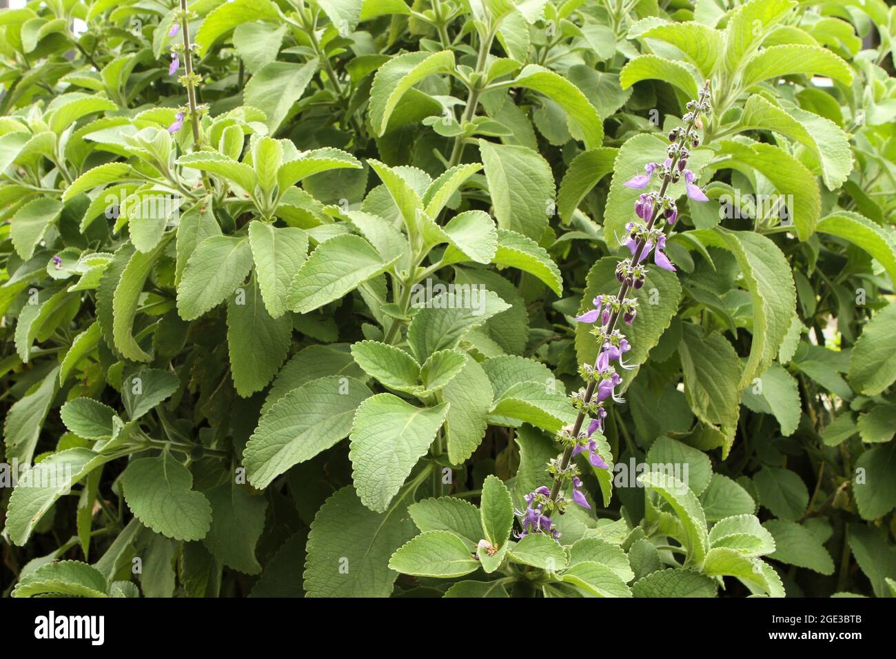 Boldo flower (Peumus boldus) in the foreground Stock Photo