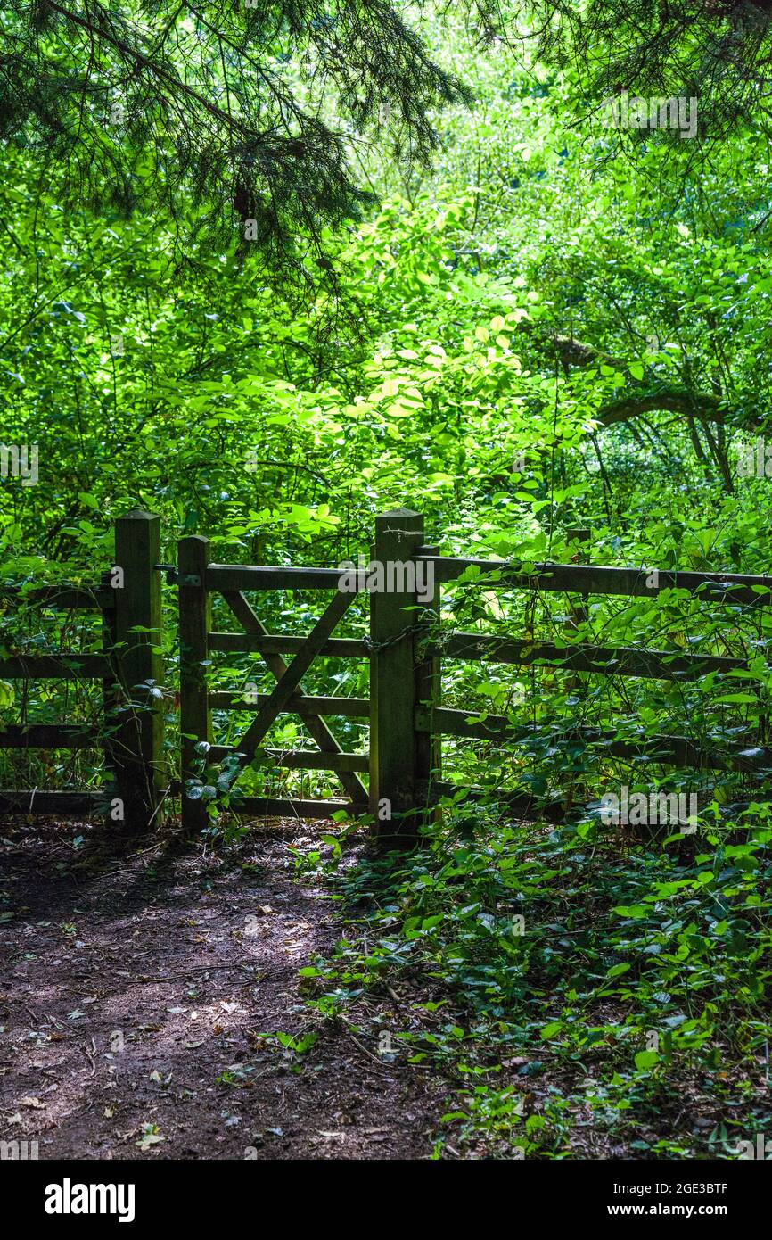 Woodland gate and fence hi-res stock photography and images - Alamy