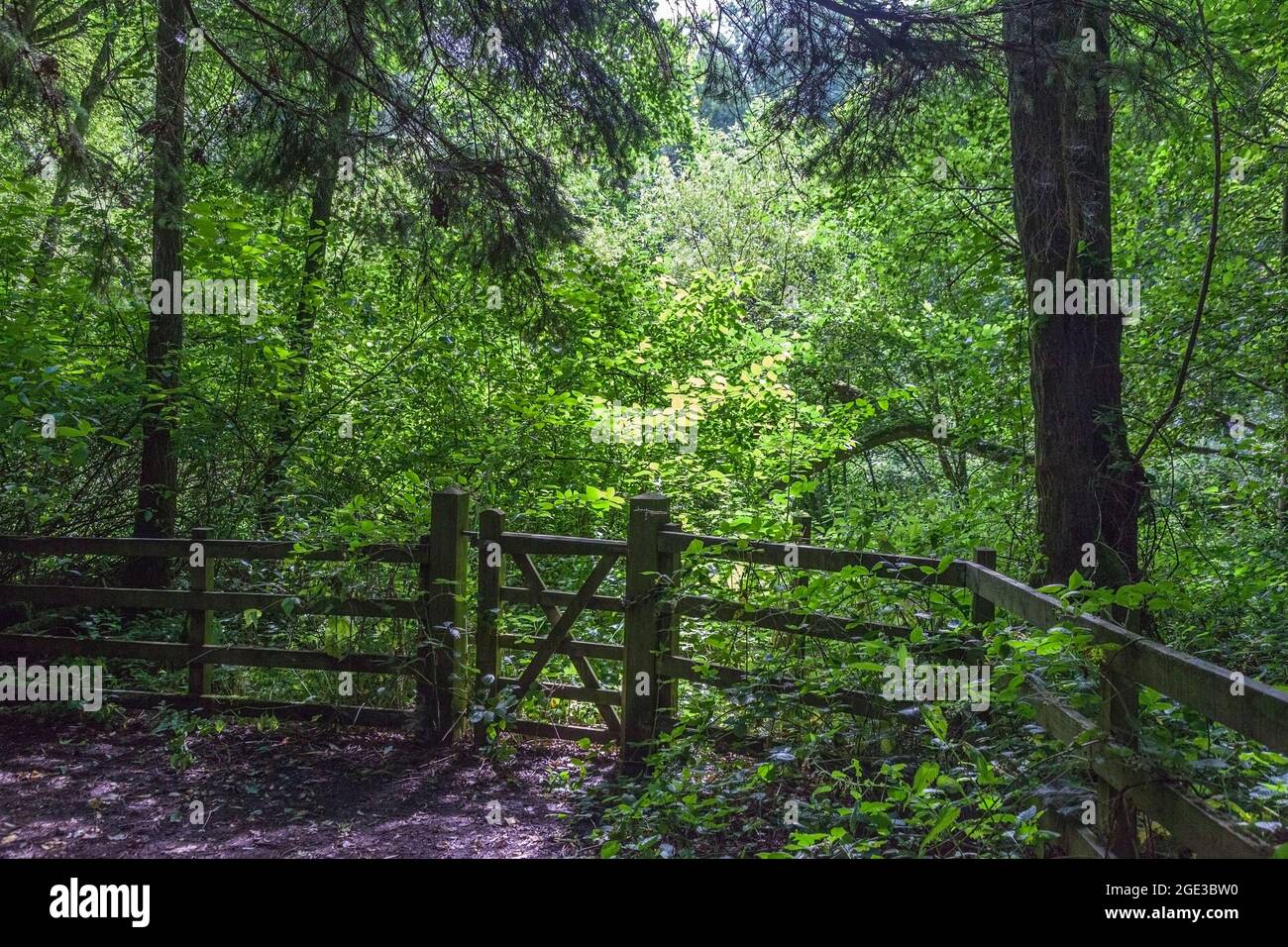 Woodland gate and fence hi-res stock photography and images - Alamy