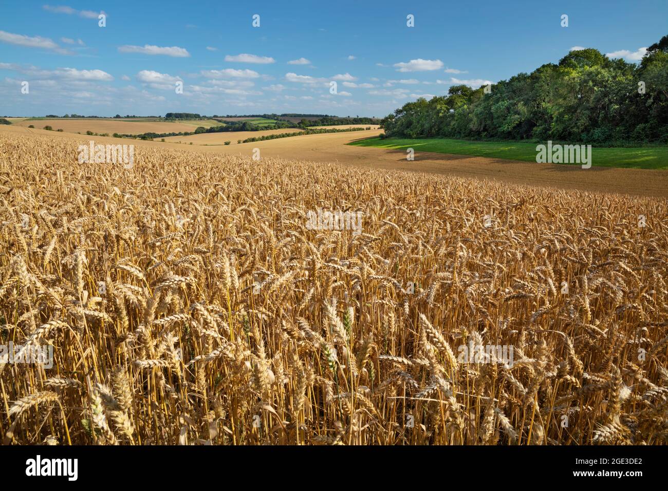 View across wheat fields in summer, East Garston, Berkshire, England, United Kingdom, Europe Stock Photo