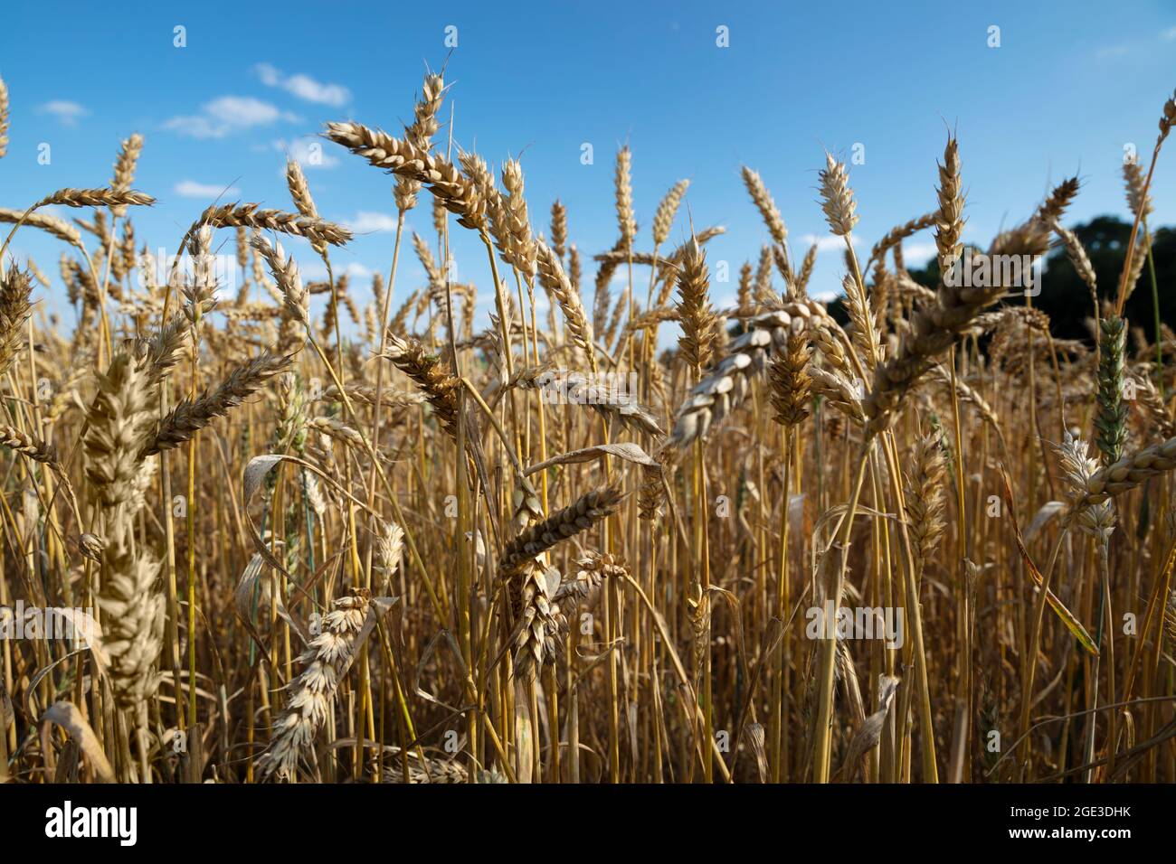 Wheat field in summer, East Garston, Berkshire, England, United Kingdom, Europe Stock Photo