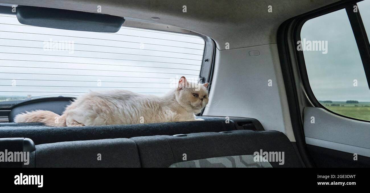Cat on sale car travel