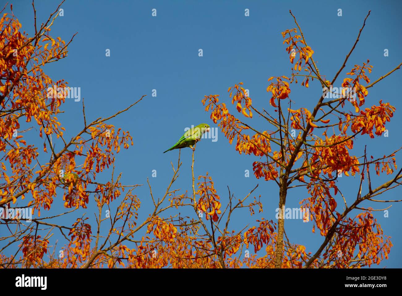A green parakeet perched on a flowering mulungu branch, feeding, with blue sky in the background. Stock Photo