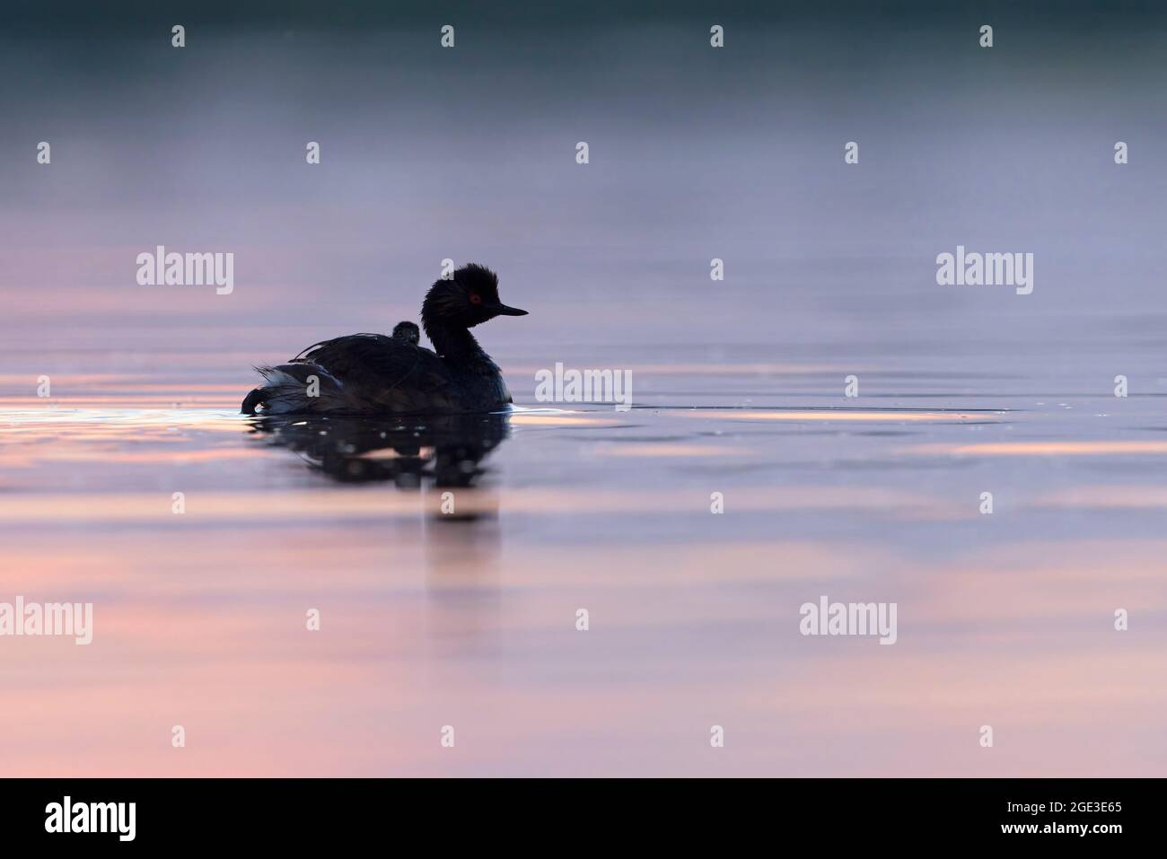 Black-necked grebe, Laguna del Taray, Humadales de la Mancha, Spain, June 2021 Stock Photo