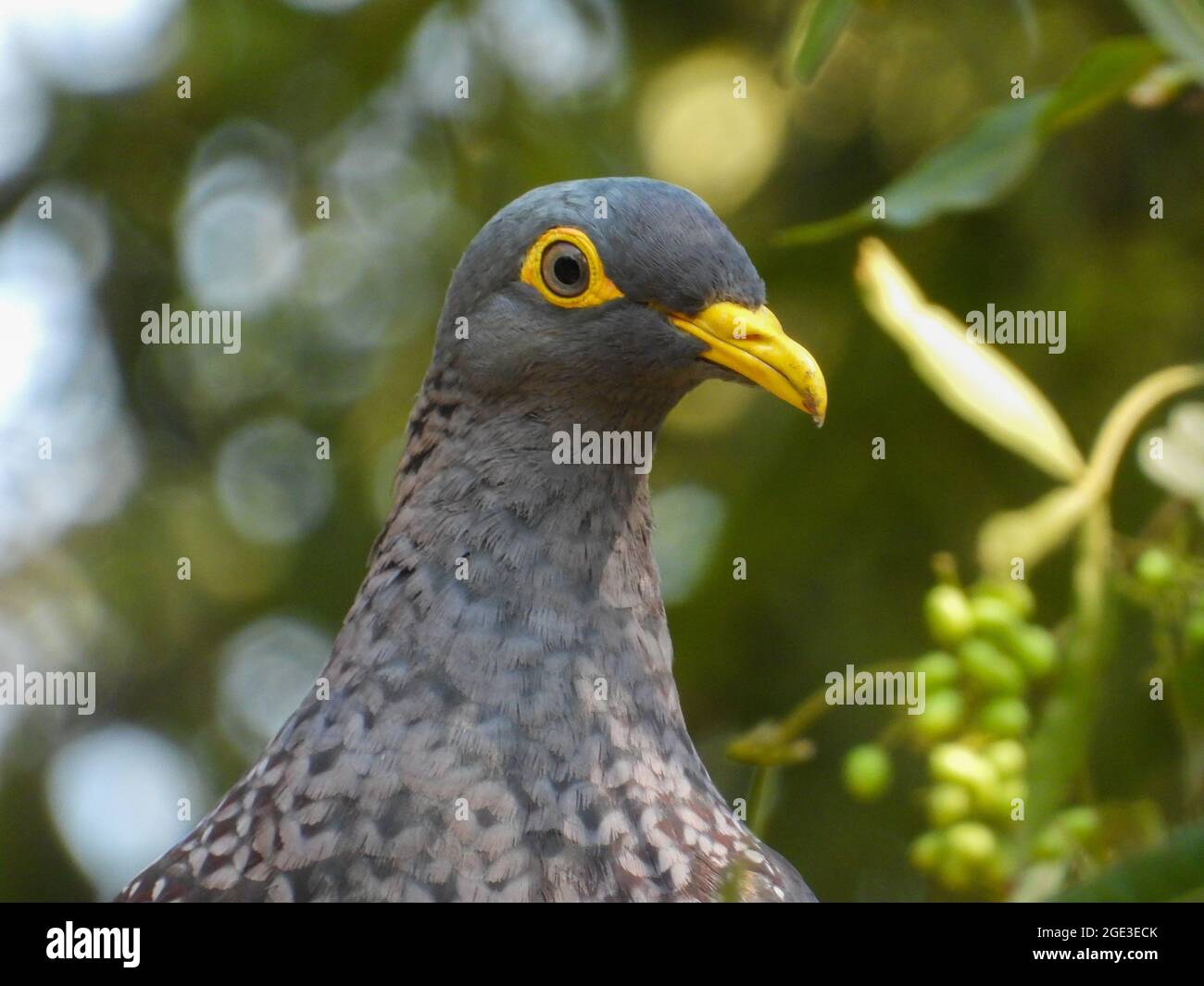 Portrait of an African olive pigeon isolated Stock Photo