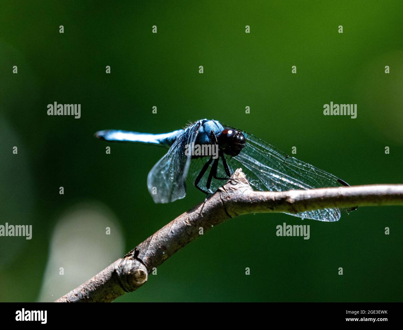Closeup of a blue dragonfly sitting on a branch with a blurred ...