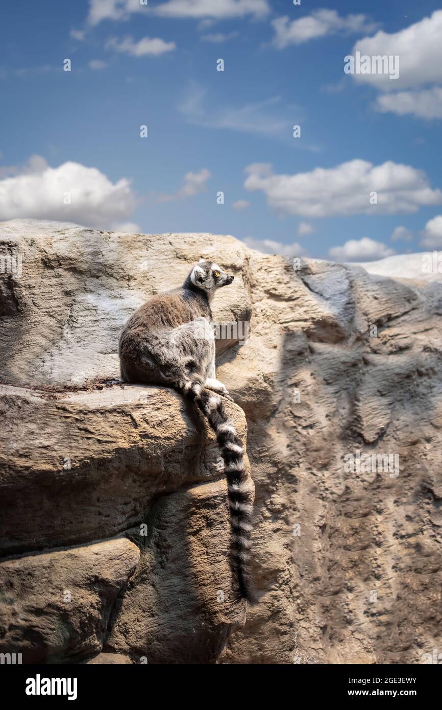 Ring tailed lemur on rocks. Stock Photo