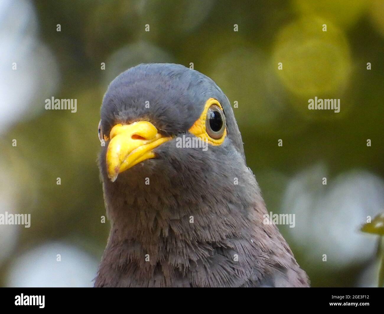 Portrait of an African olive pigeon isolated Stock Photo