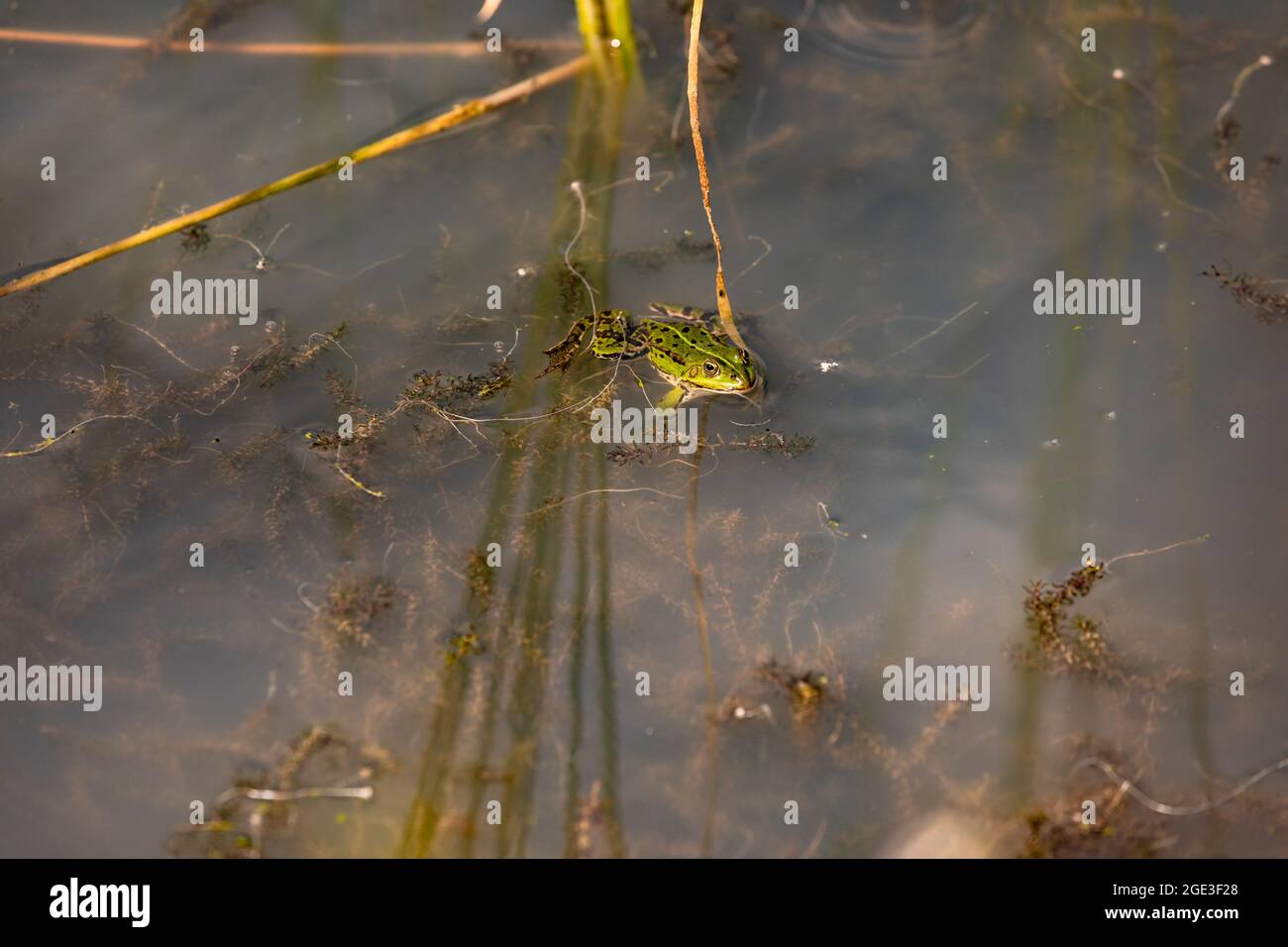 A striking pond frog waits for possible prey in shallow water Stock Photo