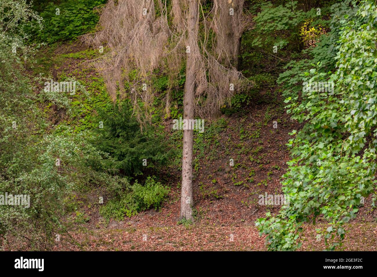Single sick conifer in a mixed forest in Germany Stock Photo