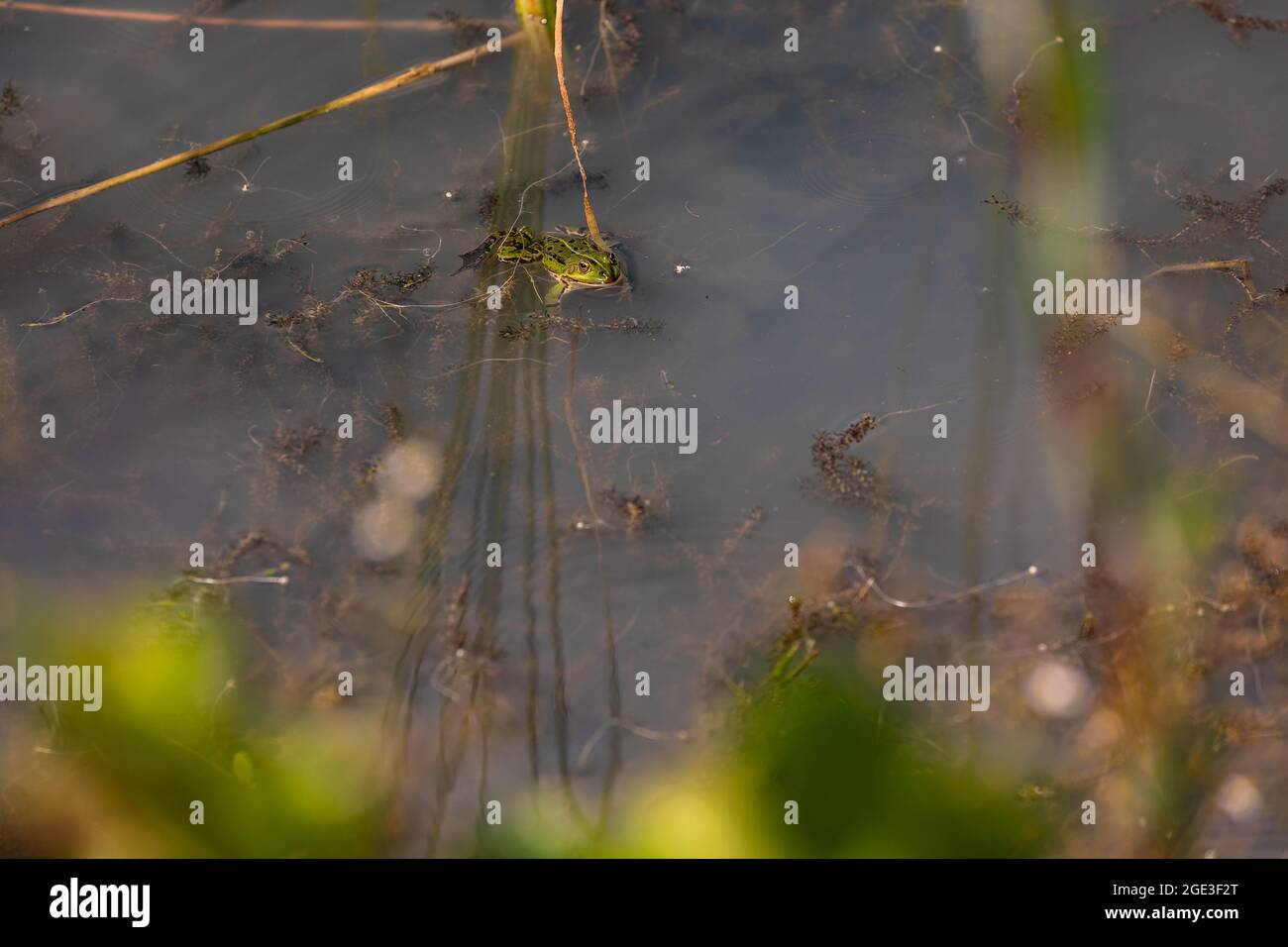 A striking green water frog in a pond is waiting for possible prey Stock Photo