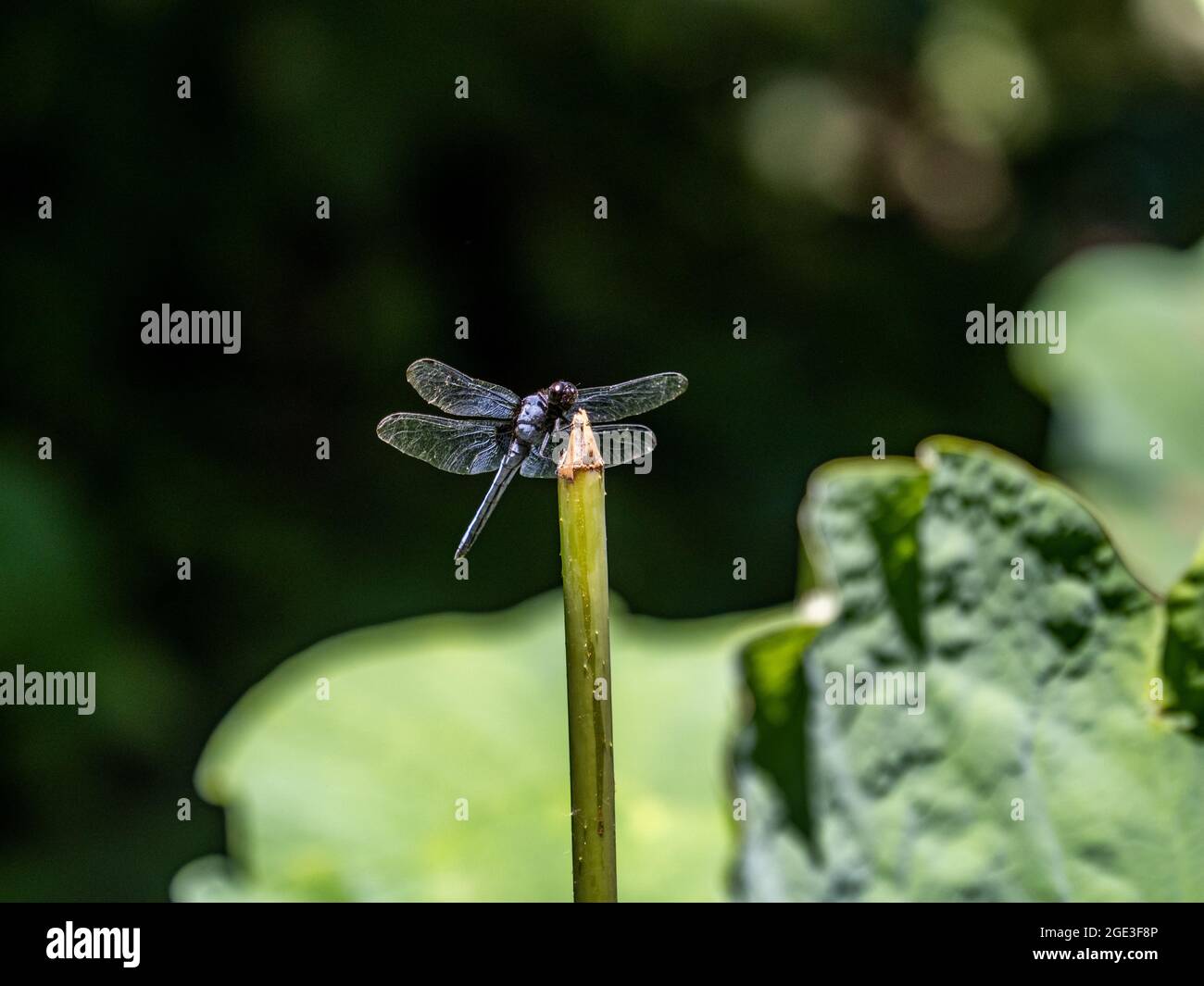 Dragonfly sitting on the grass with the blurred background Stock Photo ...