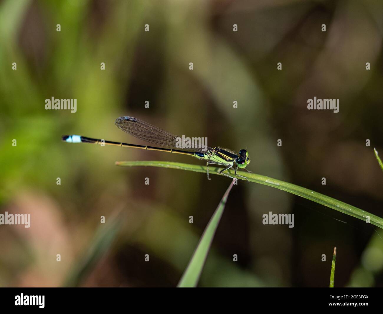Dragonfly sitting on the grass with the blurred background Stock Photo ...