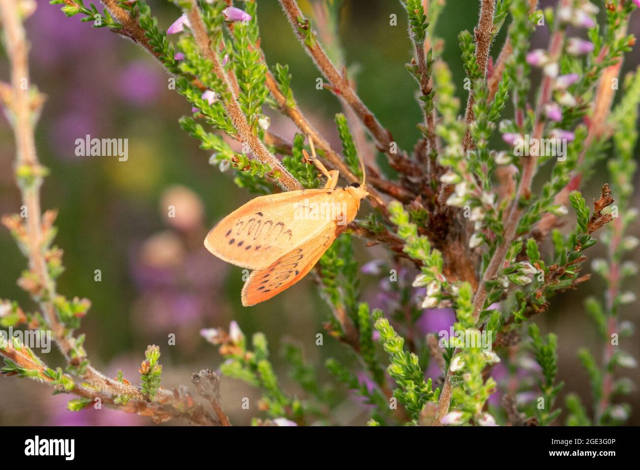 Rosy footman moth (Miltochrista miniata) on heather, UK, during august or summer Stock Photo