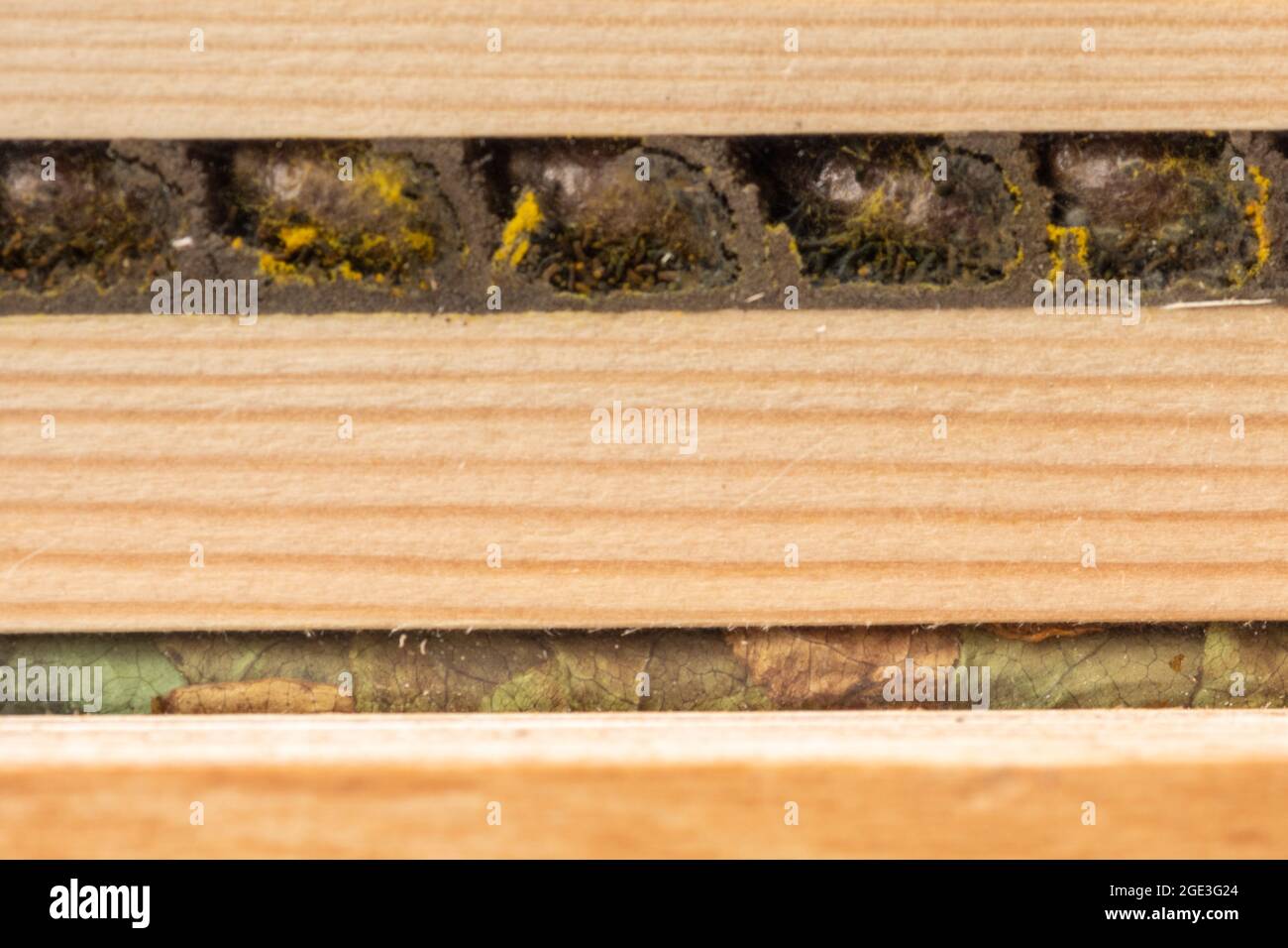 Interior of a bee hotel showing the breeding cells and cocoons of a red mason bee (top) and a patchwork leafcutter bee (bottom), UK Stock Photo