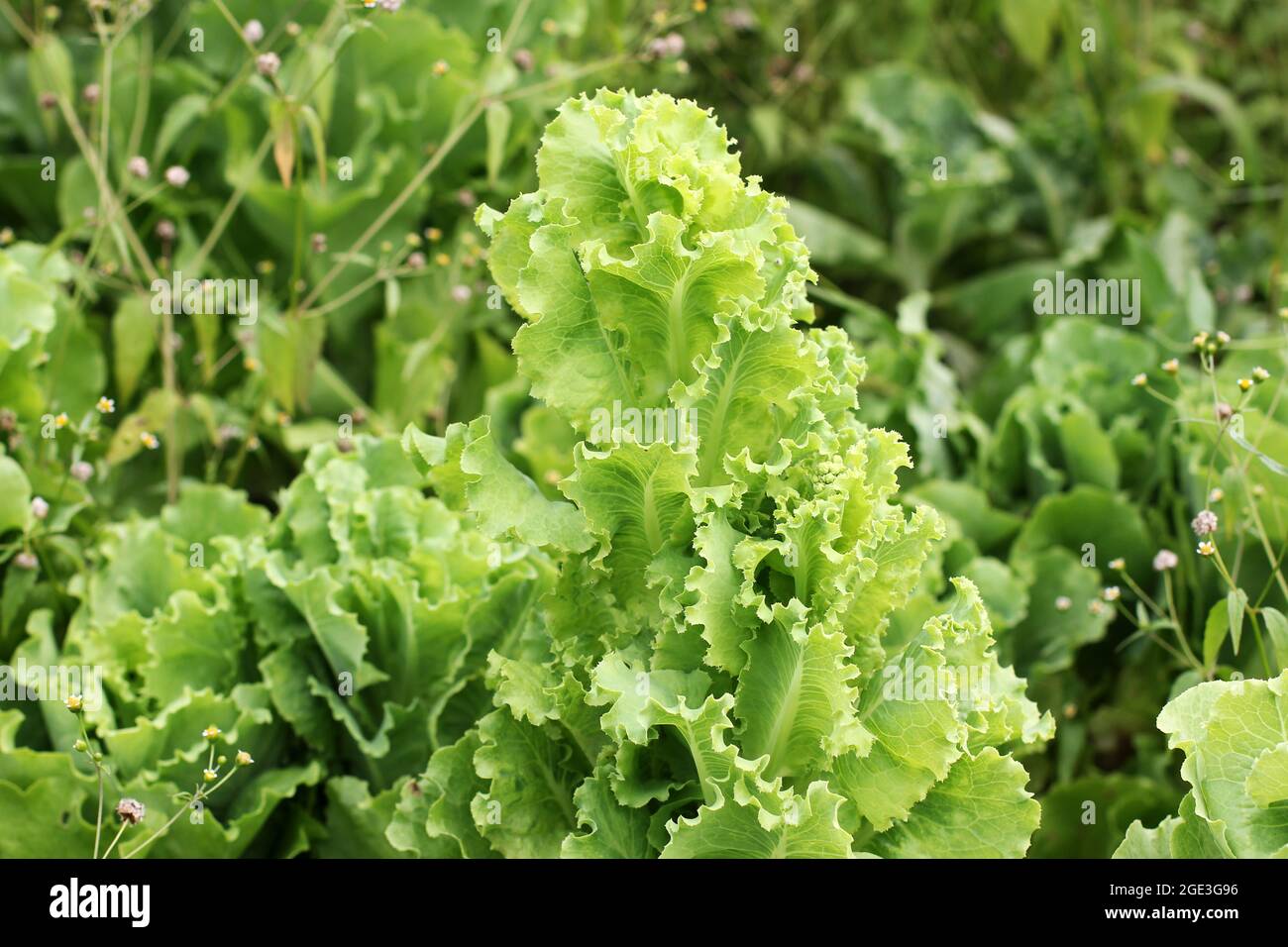 Cabbage in the garden Stock Photo Alamy