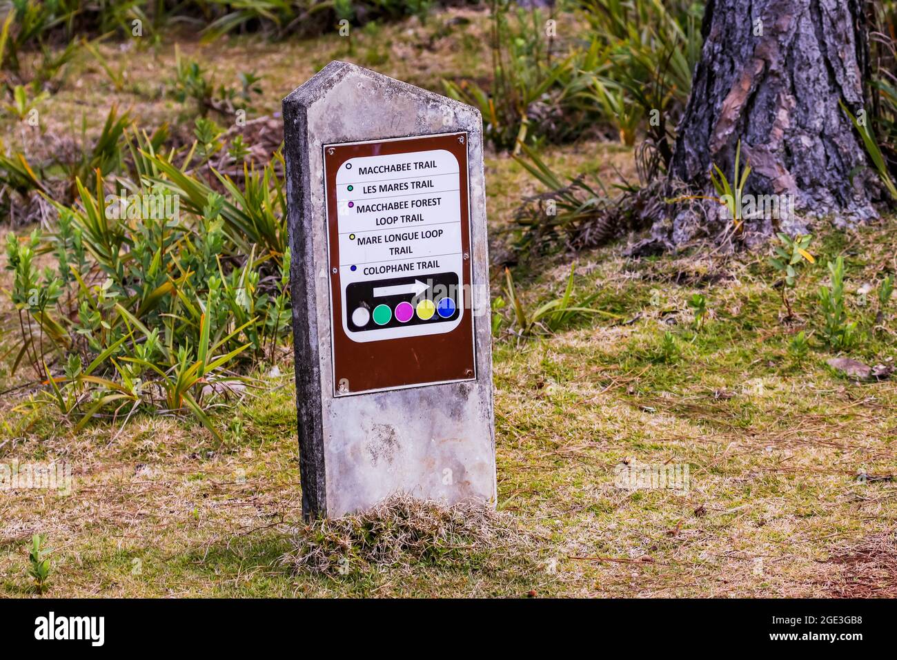 Colored trail markings in the lush green nature of the Black River Gorges National Park on the island of Mauritius Stock Photo