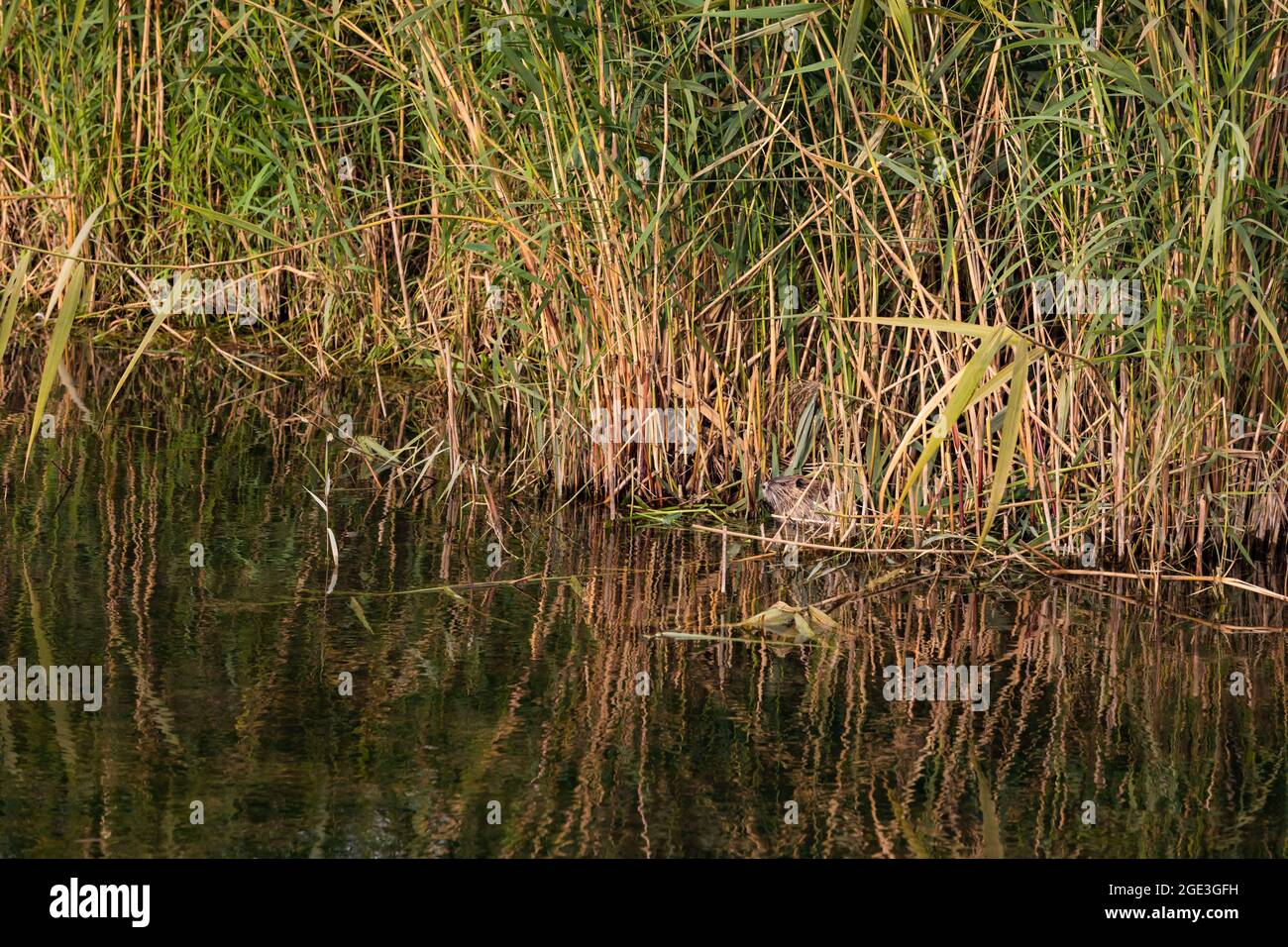 A beaver-like nutria in a body of water in a protected forest area with a lot of grass and marshland Stock Photo