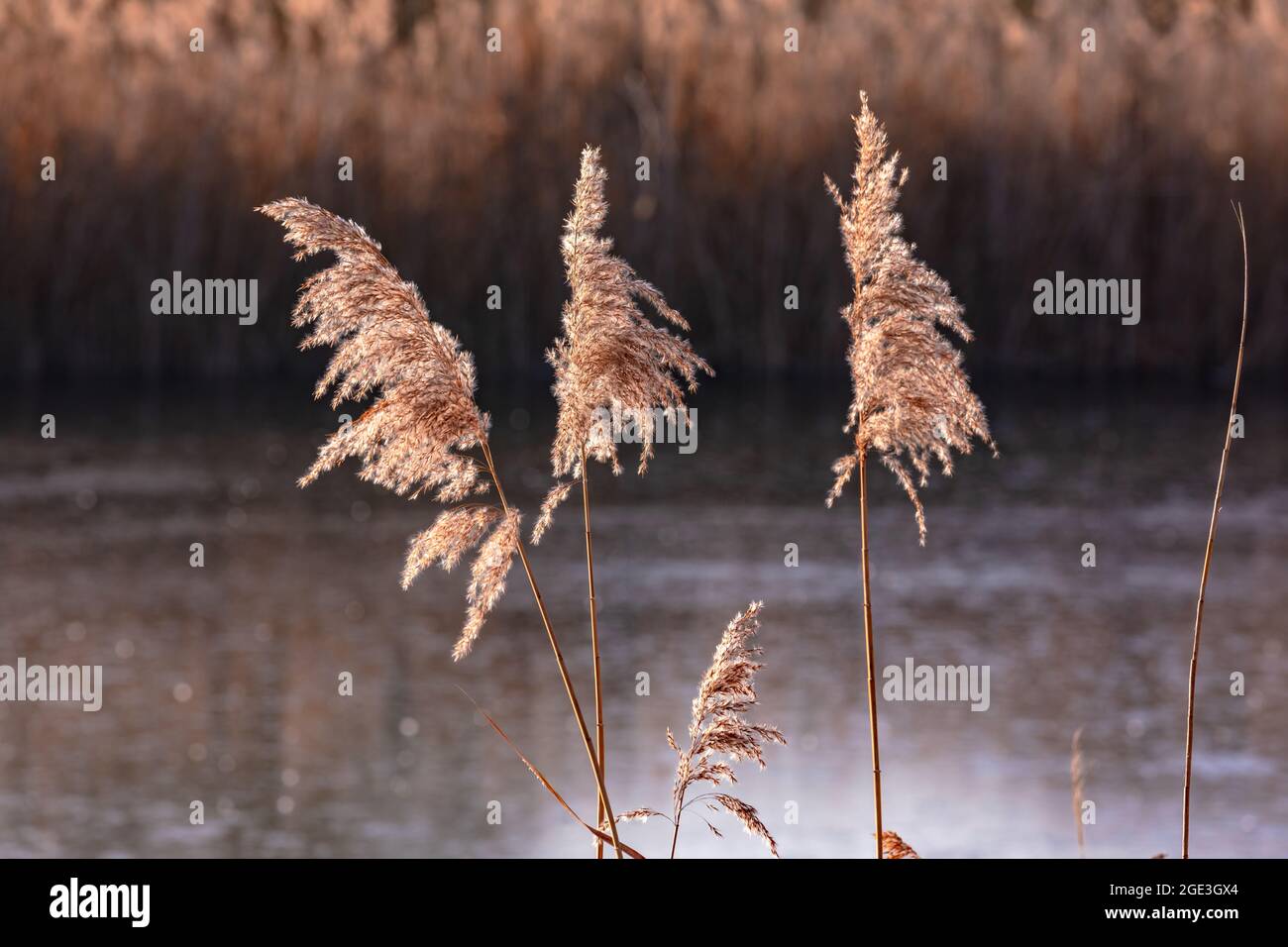 Romantic reeds at the pond exposed in the back light Stock Photo