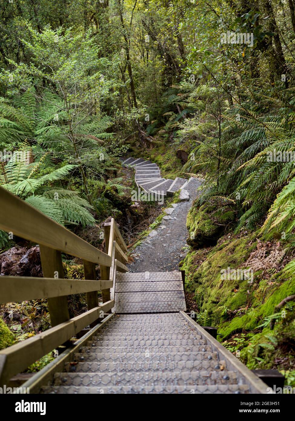 Boardwalk in a forest, Lake Matheson Walk, West Coast, South Island, New  Zealand Stock Photo - Alamy