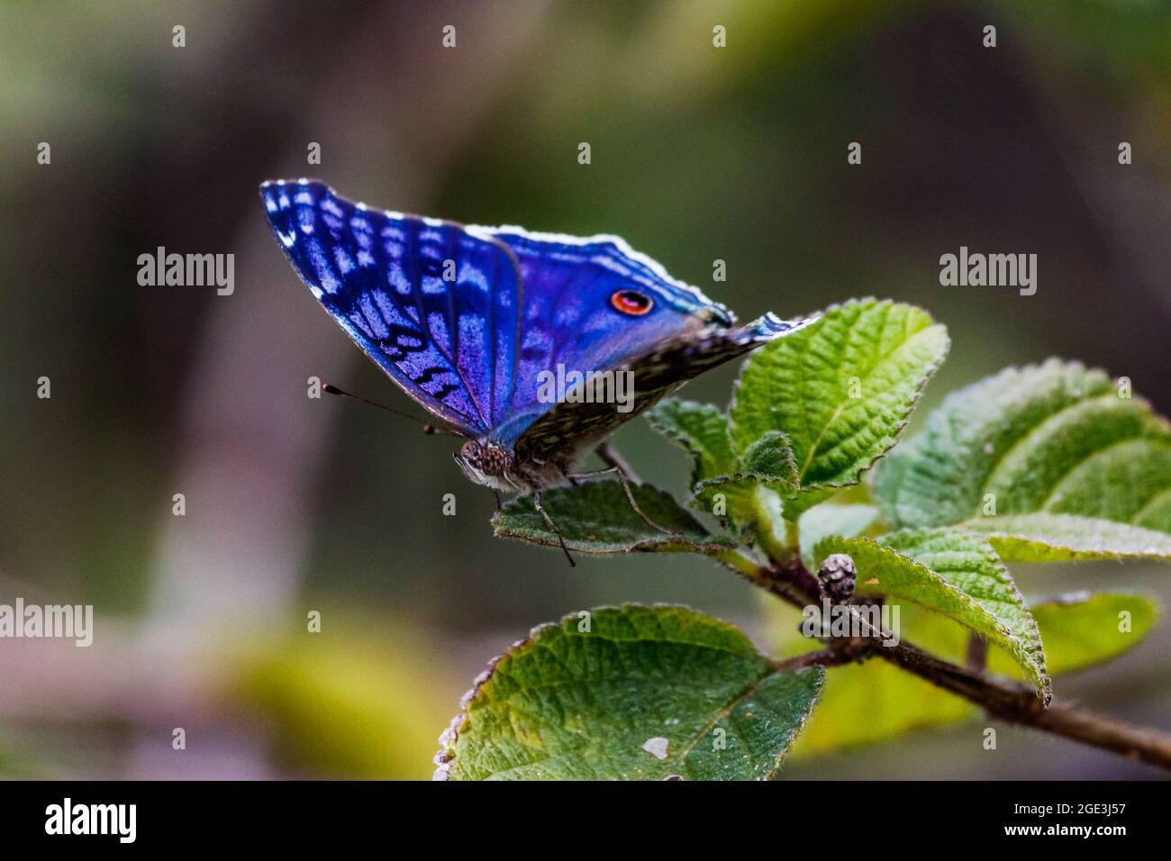 The butterfly Brilliant Blue on a branch in the lush green nature of the island of Mauritius in the Indian Ocean Stock Photo