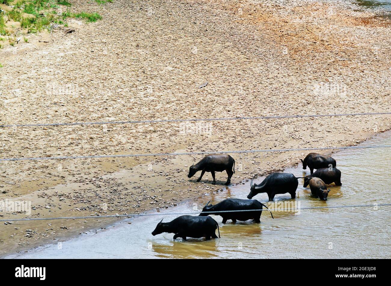 A group of buffaloes walk home after wallowing in the Tamparuli river, Sabah. Stock Photo