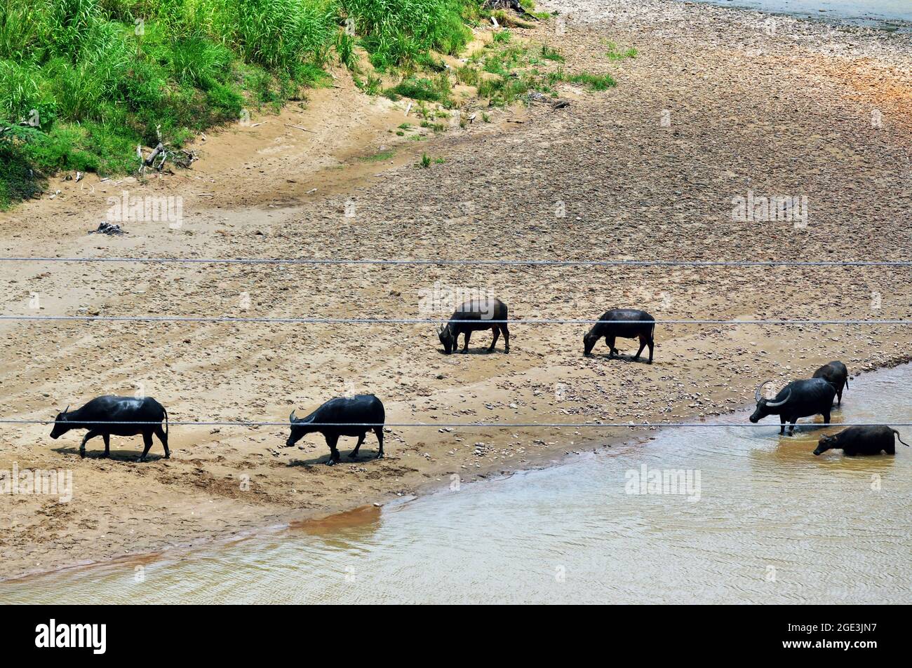 A group of buffaloes walk home after wallowing in the Tamparuli river, Sabah. Stock Photo