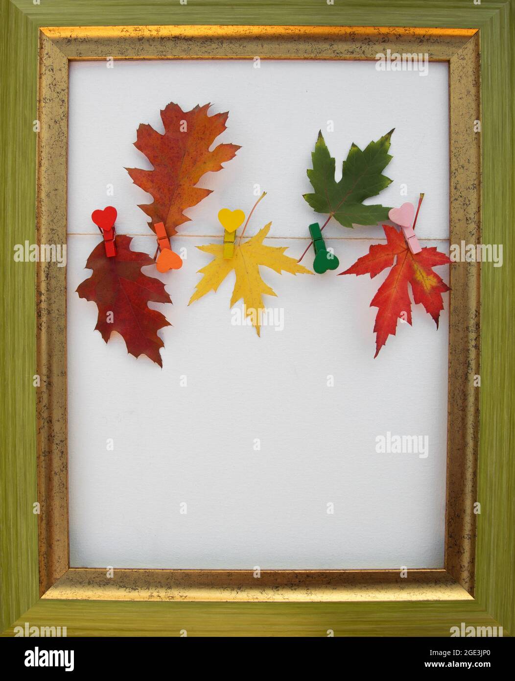 Autumn atmosphere. multicolored bright autumn fallen leaves of oak and ...